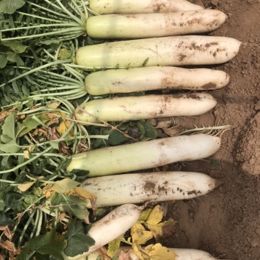 大量春雷萝卜上市水煮出口白萝卜脱水腌制市场