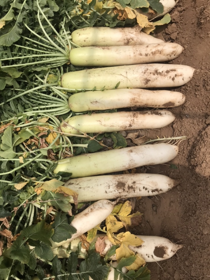 大量春雷萝卜上市水煮出口白萝卜脱水腌制市场
