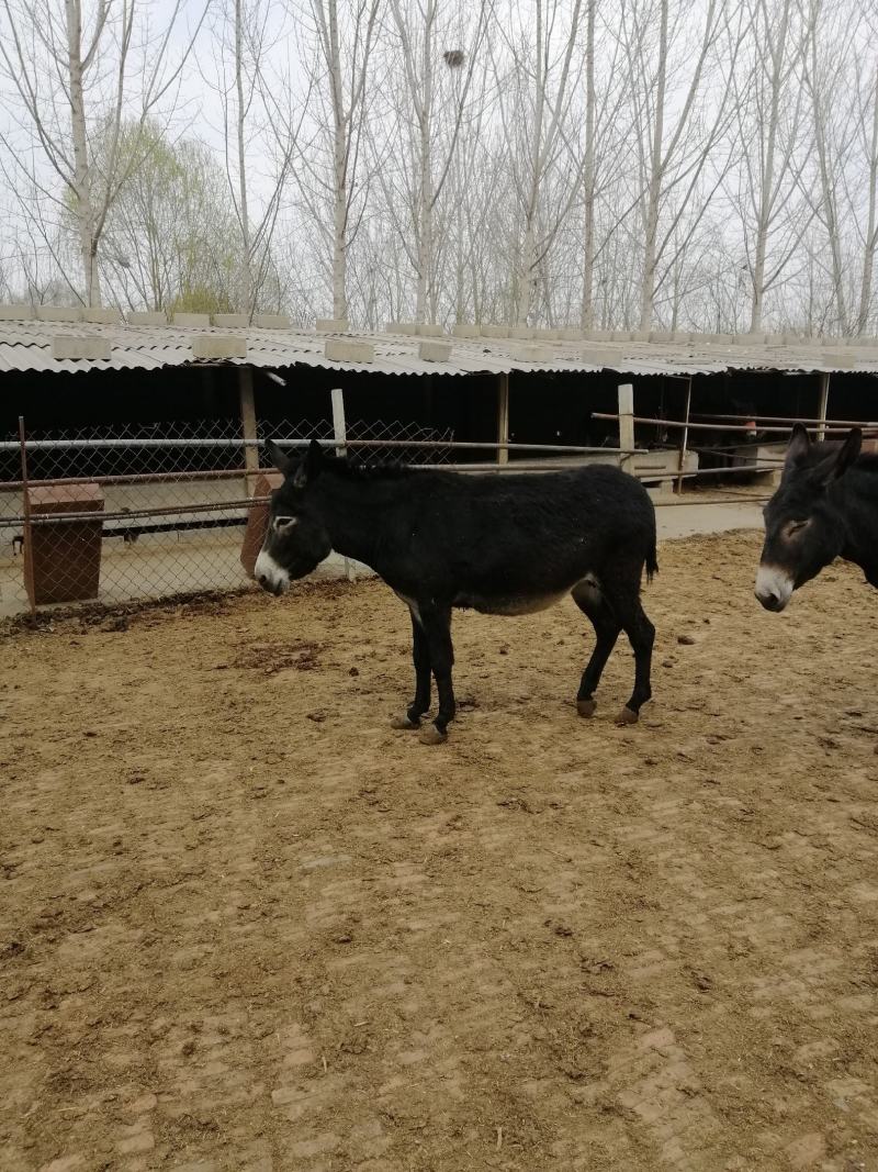山东大型养驴场德州驴大体型肉驴养殖育肥驴驴苗