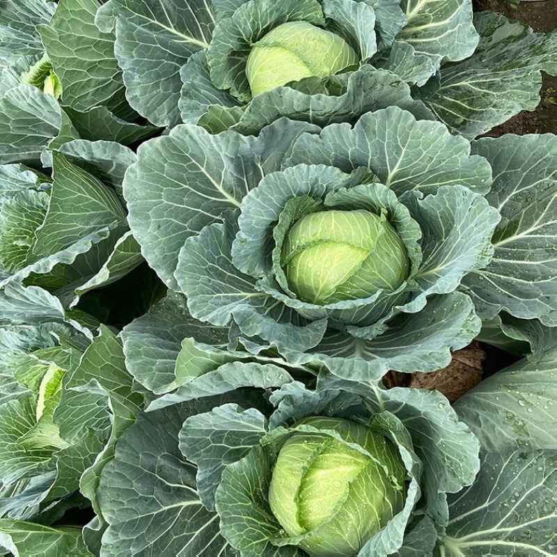 精品甘蓝圆包菜大量供应量大从优欢迎来电