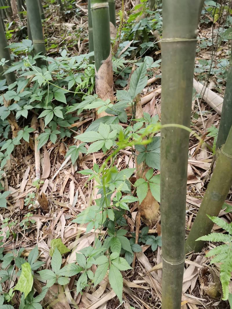 降三高特效药纯野生，绞股蓝