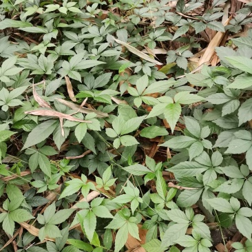 降三高特效药纯野生，绞股蓝