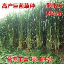新型特高产巨菌草种子多年生高产牧草种子甜象草皇竹草种子