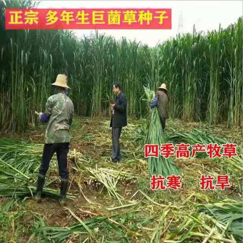 新型特高产巨菌草种子多年生高产牧草种子甜象草皇竹草种子