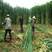 新型特高产巨菌草种子多年生高产牧草种子甜象草皇竹草种子