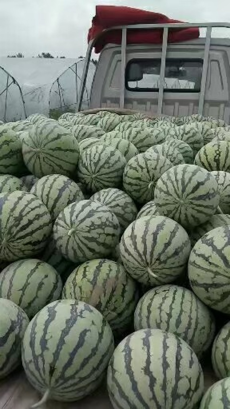 大棚西瓜一百亩种植户地头热批中/199五六九八1818