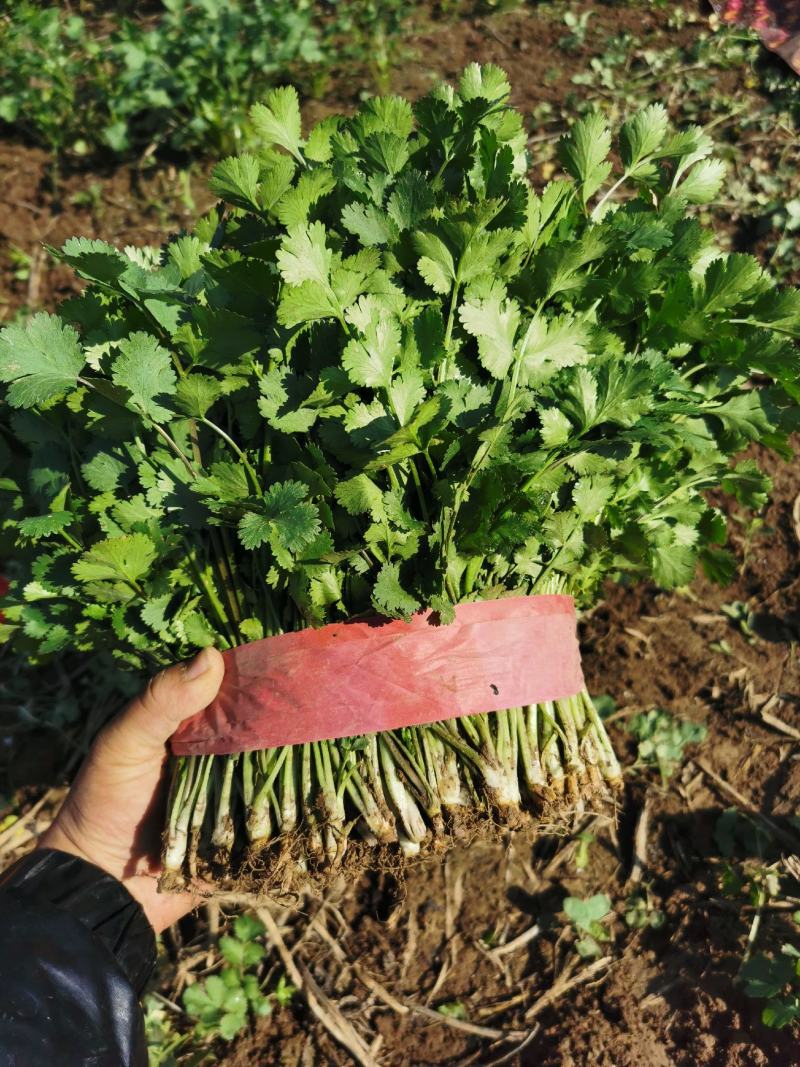 大叶香菜，香菜，精品香菜，香菜香菜香菜，大叶