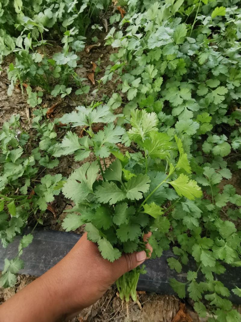 大叶香菜，香菜，精品香菜，香菜香菜香菜，大叶