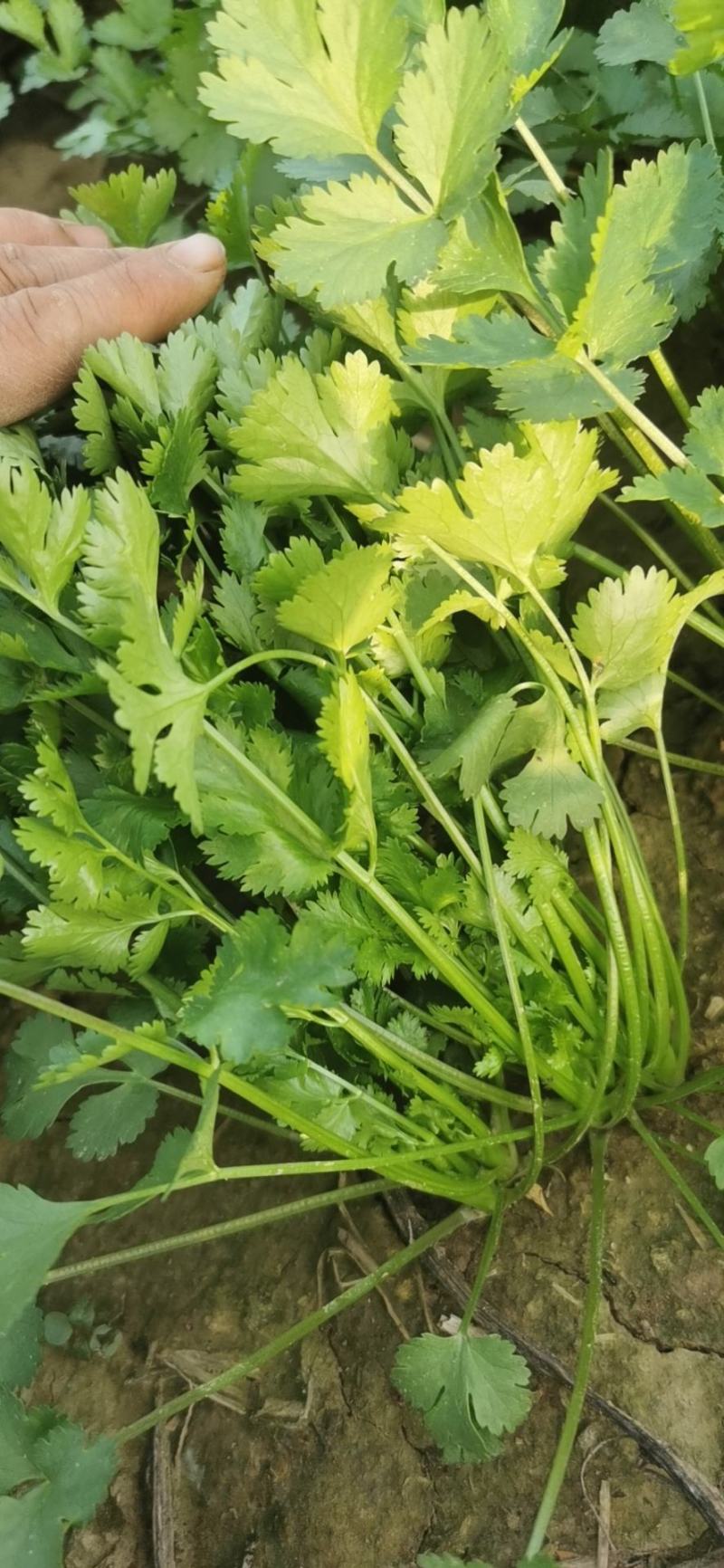 大叶香菜，香菜，精品香菜，香菜香菜香菜，大叶