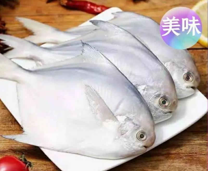 新鲜银鲳鱼海鲜白鲳鱼新鲜美味爽口（6斤1件包邮）
