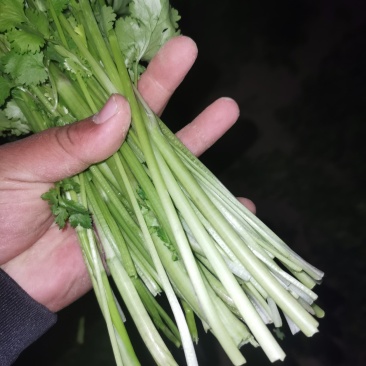 冷冻香菜，脱水香菜，加工用香菜，食品厂香菜，可以订单种植