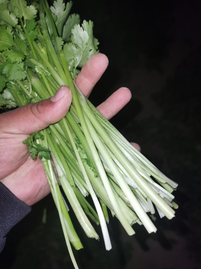 冷冻香菜，脱水香菜，加工用香菜，食品厂香菜，可以订单种植