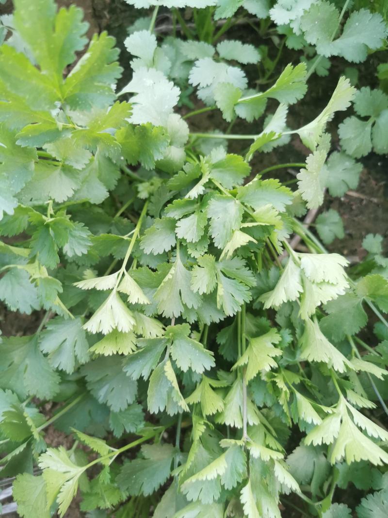 冷冻香菜，脱水香菜，加工用香菜，食品厂香菜，可以订单种植