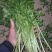 冷冻香菜，脱水香菜，加工用香菜，食品厂香菜，可以订单种植