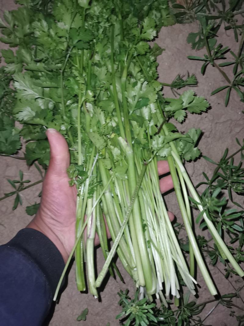 冷冻香菜，脱水香菜，加工用香菜，食品厂香菜，可以订单种植