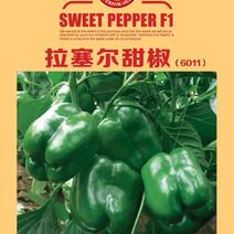拉塞尔甜椒种子，较耐热、抗病性较强，生长势强购买请联系
