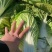 黄心白菜一手货源保质保量欢迎:咨询订购
