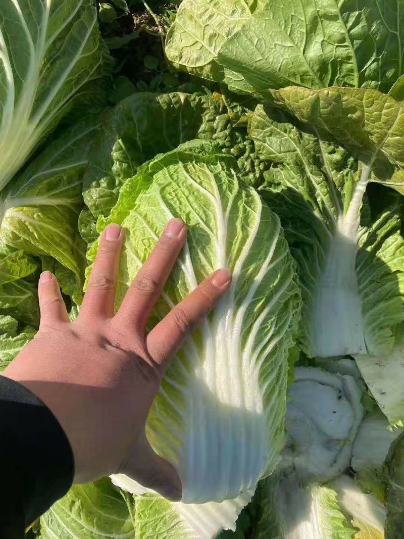 黄心白菜一手货源保质保量欢迎:咨询订购