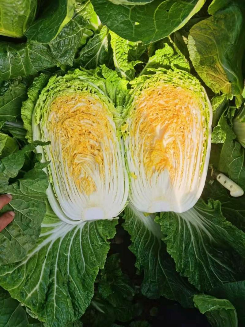 黄心白菜一手货源保质保量欢迎:咨询订购