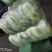 黄心白菜一手货源保质保量欢迎:咨询订购