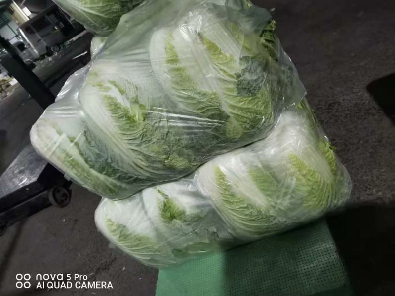 黄心白菜一手货源保质保量欢迎:咨询订购