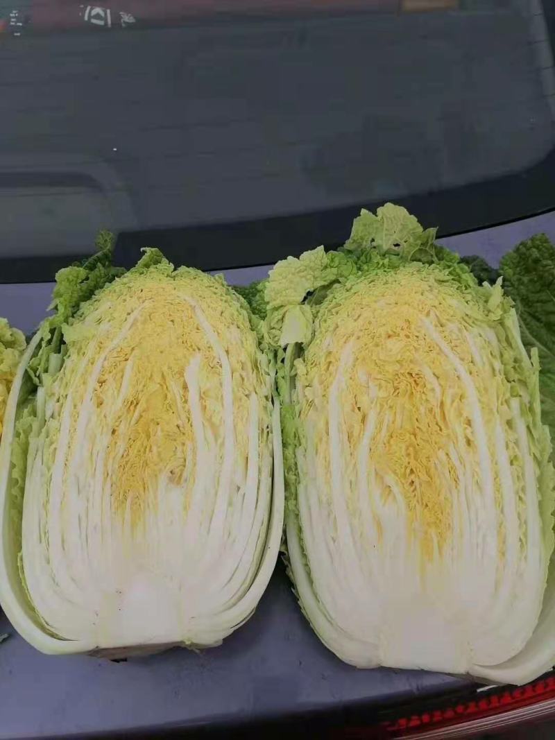 黄心白菜一手货源保质保量欢迎:咨询订购