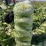 黄心白菜一手货源保质保量欢迎:咨询订购