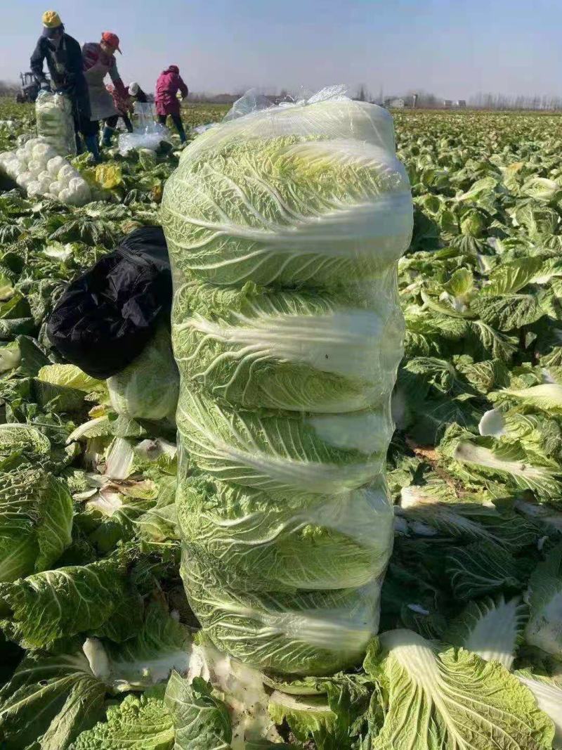 黄心白菜一手货源保质保量欢迎:咨询订购