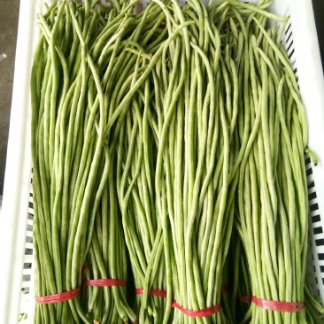 豇豆（新鲜豇豆现货）
