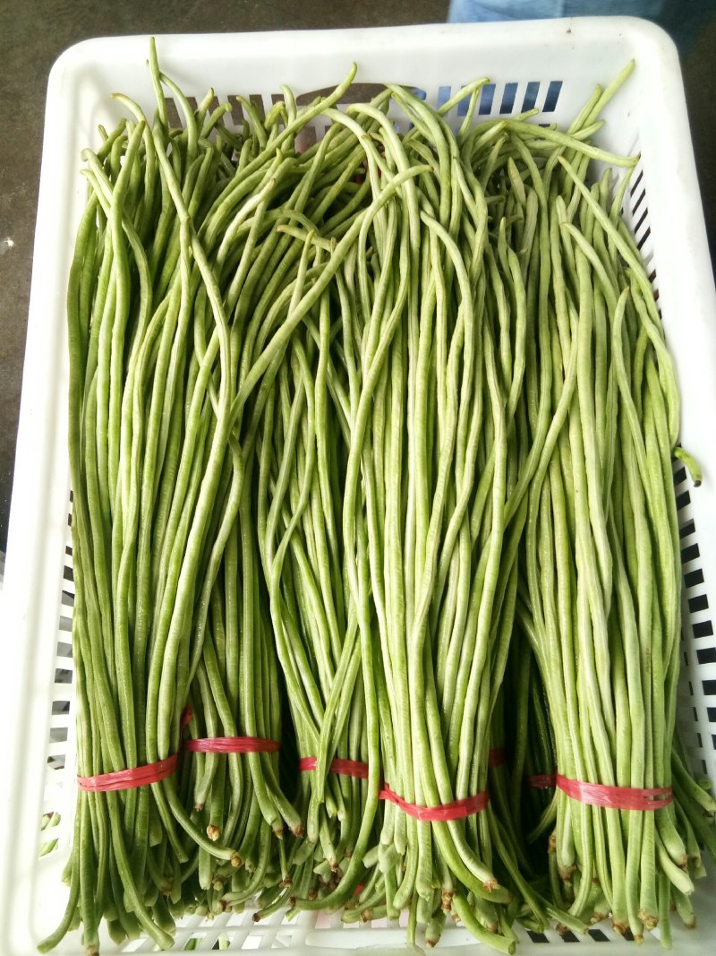 豇豆（新鲜豇豆现货）