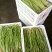 豇豆（新鲜豇豆现货）