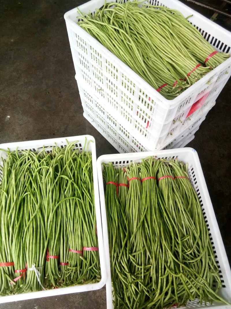 豇豆（新鲜豇豆现货）