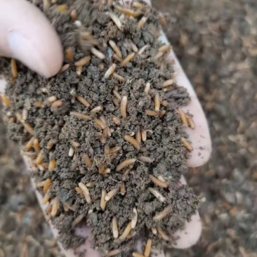 蚂蚱卵东亚飞蝗，卵成活率高