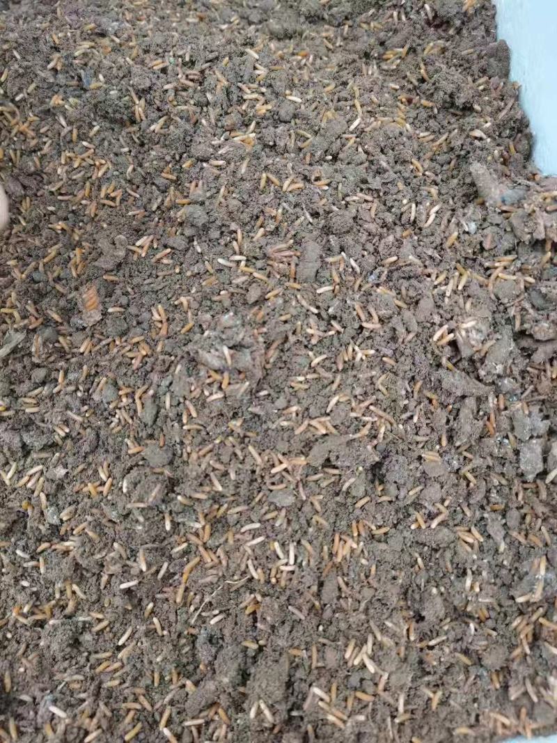 蚂蚱卵东亚飞蝗，卵成活率高