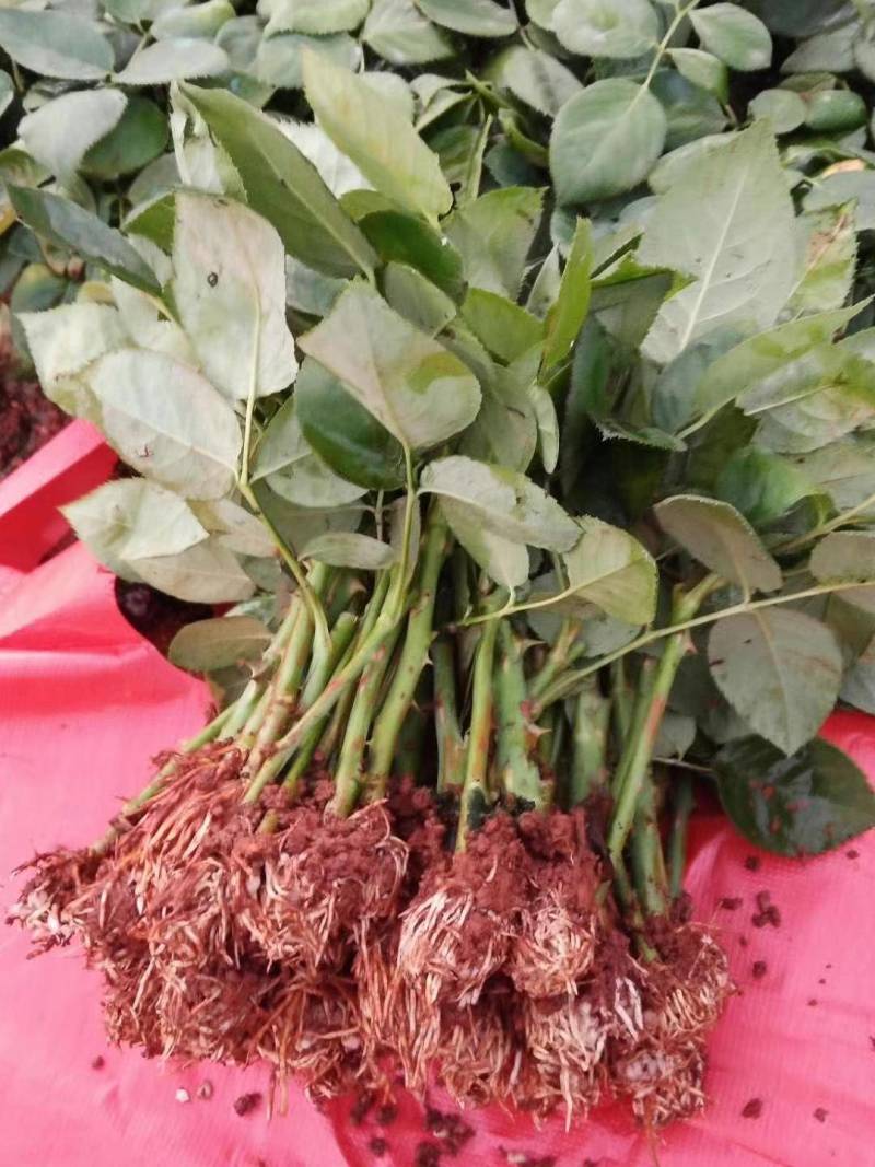 云南玫瑰苗批发切花卡罗拉玫瑰基地直销量大从优