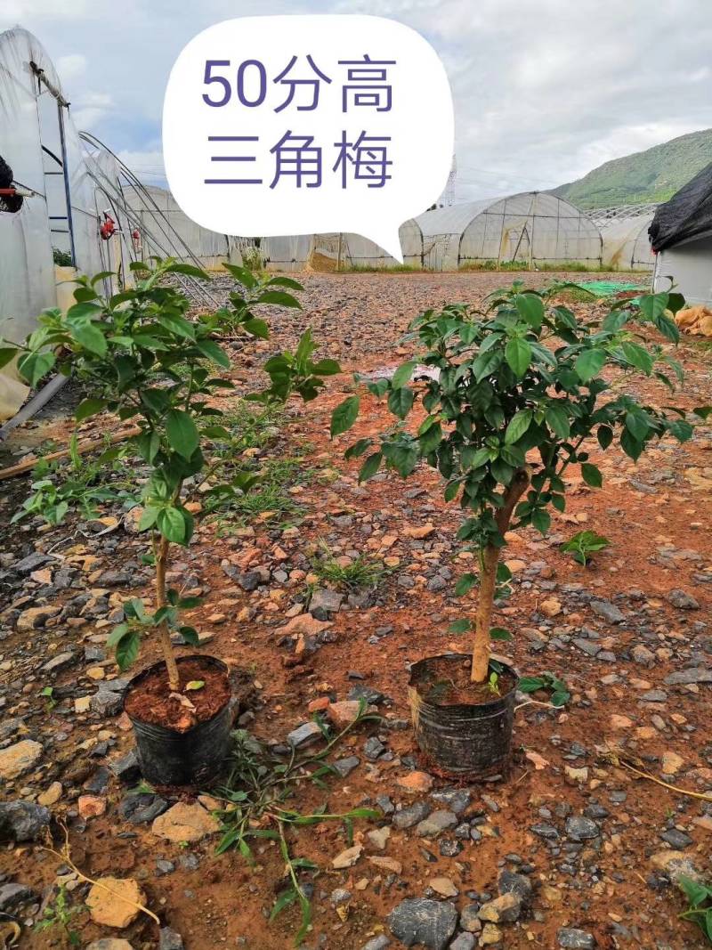 三角梅基地直销云南紫中国红七彩三角梅大小规格有货量大从优