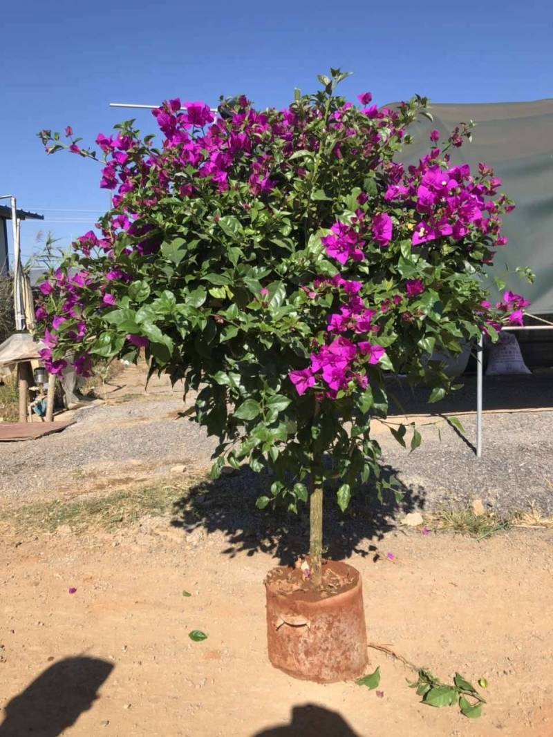 云南三角梅花苗基地批发颜色有紫色红色七彩色工程绿化苗批发