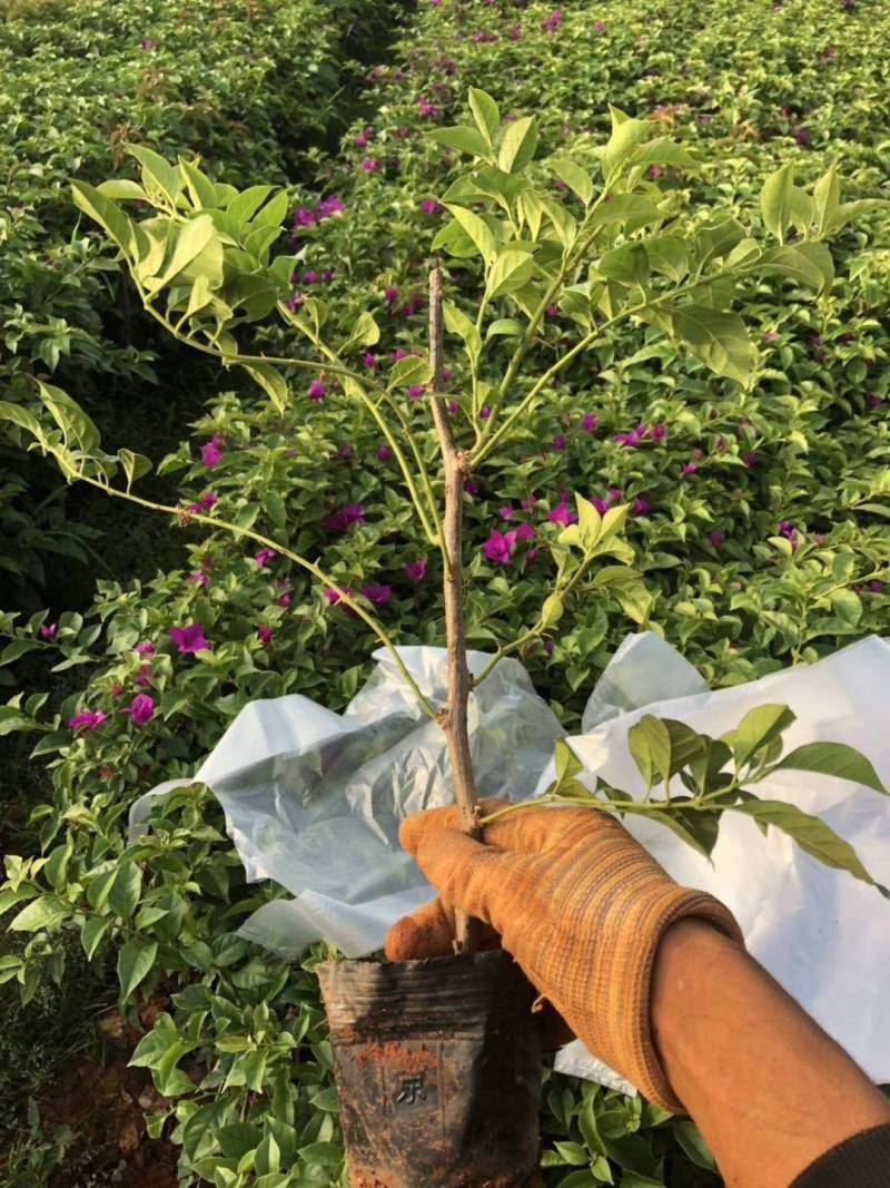 云南三角梅花苗基地批发颜色有紫色红色七彩色工程绿化苗批发