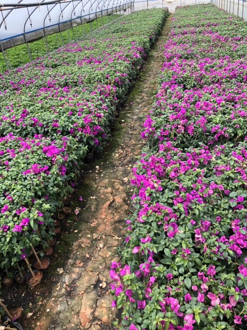 云南三角梅花苗基地批发颜色有紫色红色七彩色工程绿化苗批发
