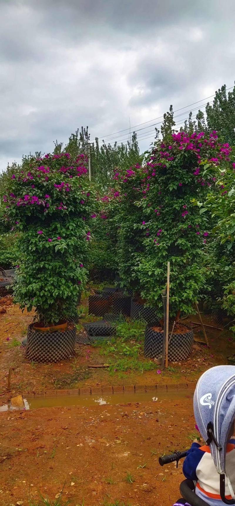 云南三角梅花苗基地批发颜色有紫色红色七彩色工程绿化苗批发