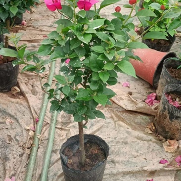 云南三角梅花苗基地批发颜色有紫色红色七彩色工程绿化苗批发