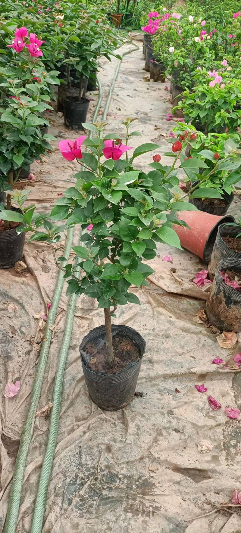 云南三角梅花苗基地批发颜色有紫色红色七彩色工程绿化苗批发
