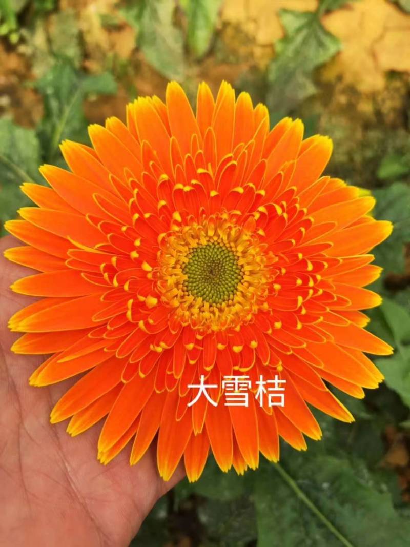 云南非洲菊苗批发品种有云南红大雪桔粉佳人厂家直销量大从优