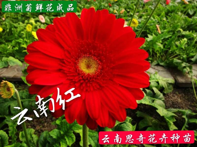云南非洲菊苗批发品种有云南红大雪桔粉佳人厂家直销量大从优