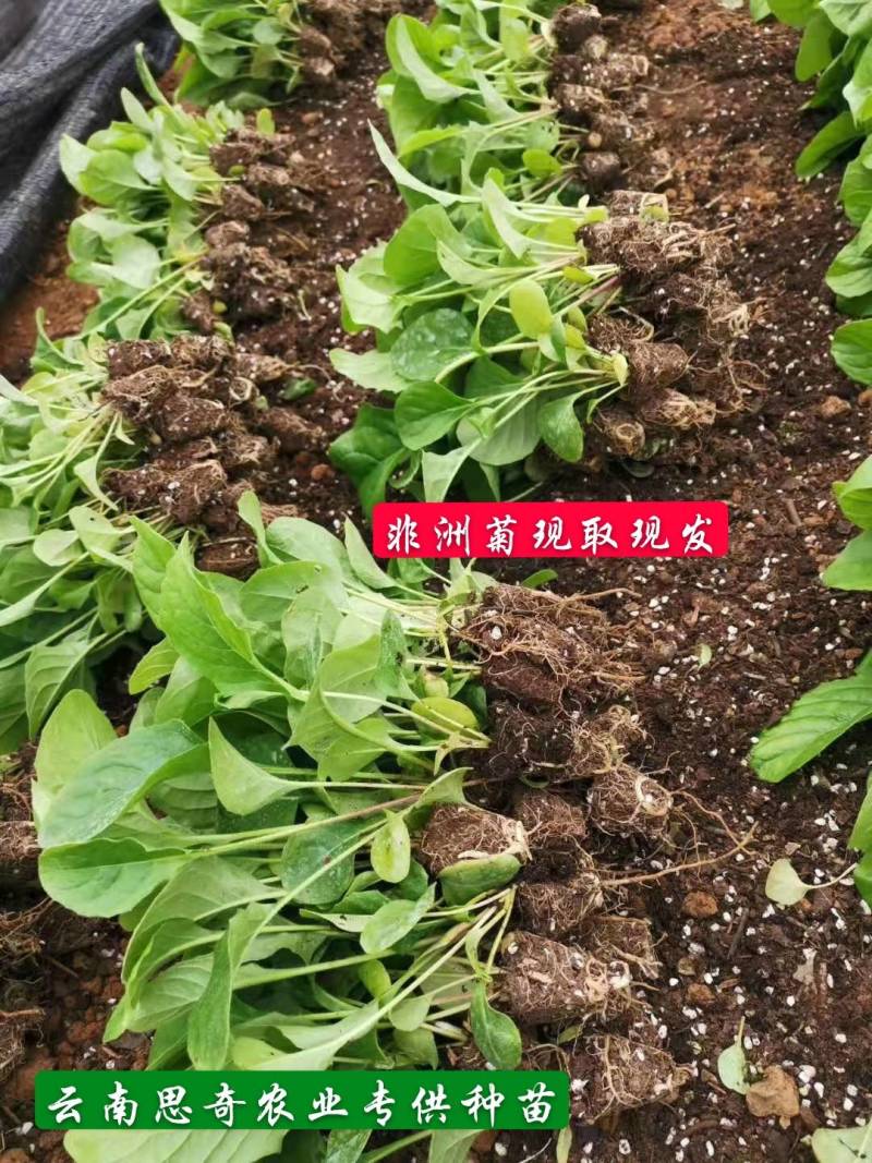 云南非洲菊苗批发品种有云南红大雪桔粉佳人厂家直销量大从优