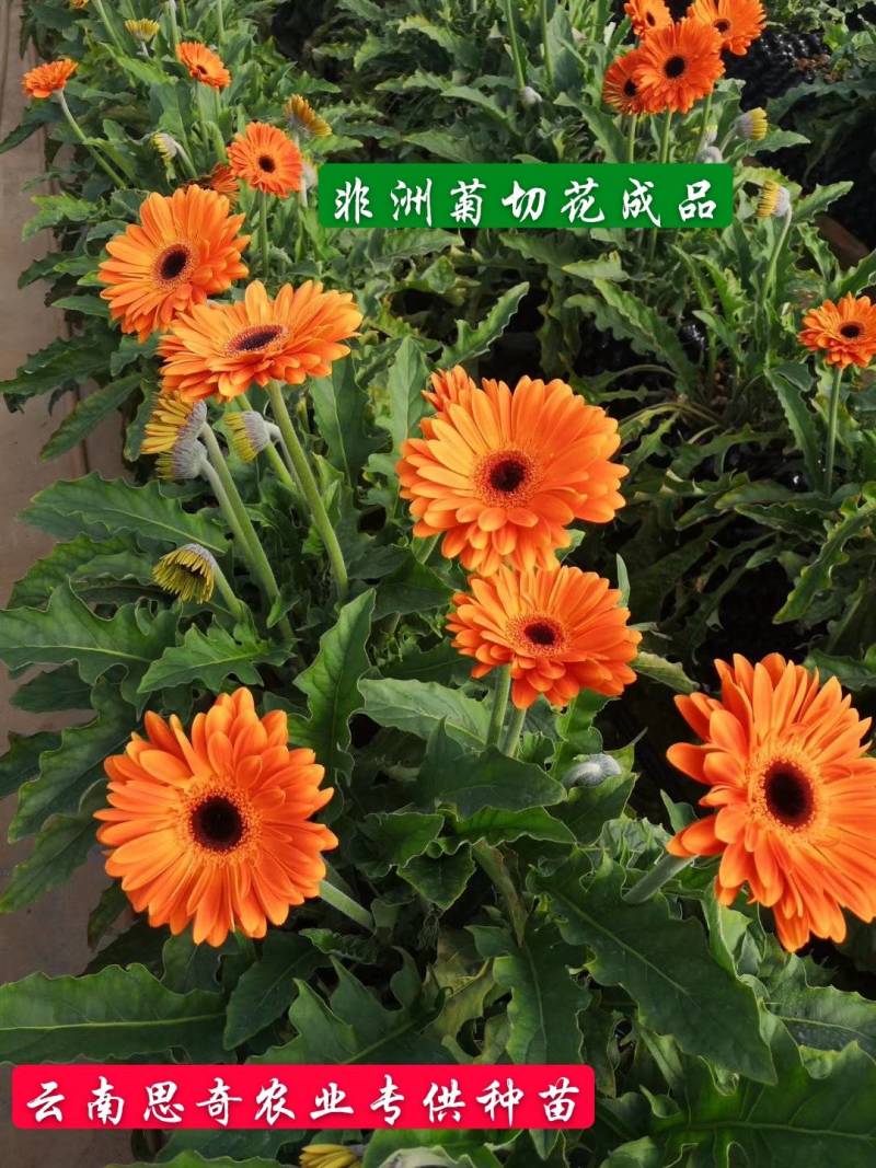 云南非洲菊苗批发品种有云南红大雪桔粉佳人厂家直销量大从优