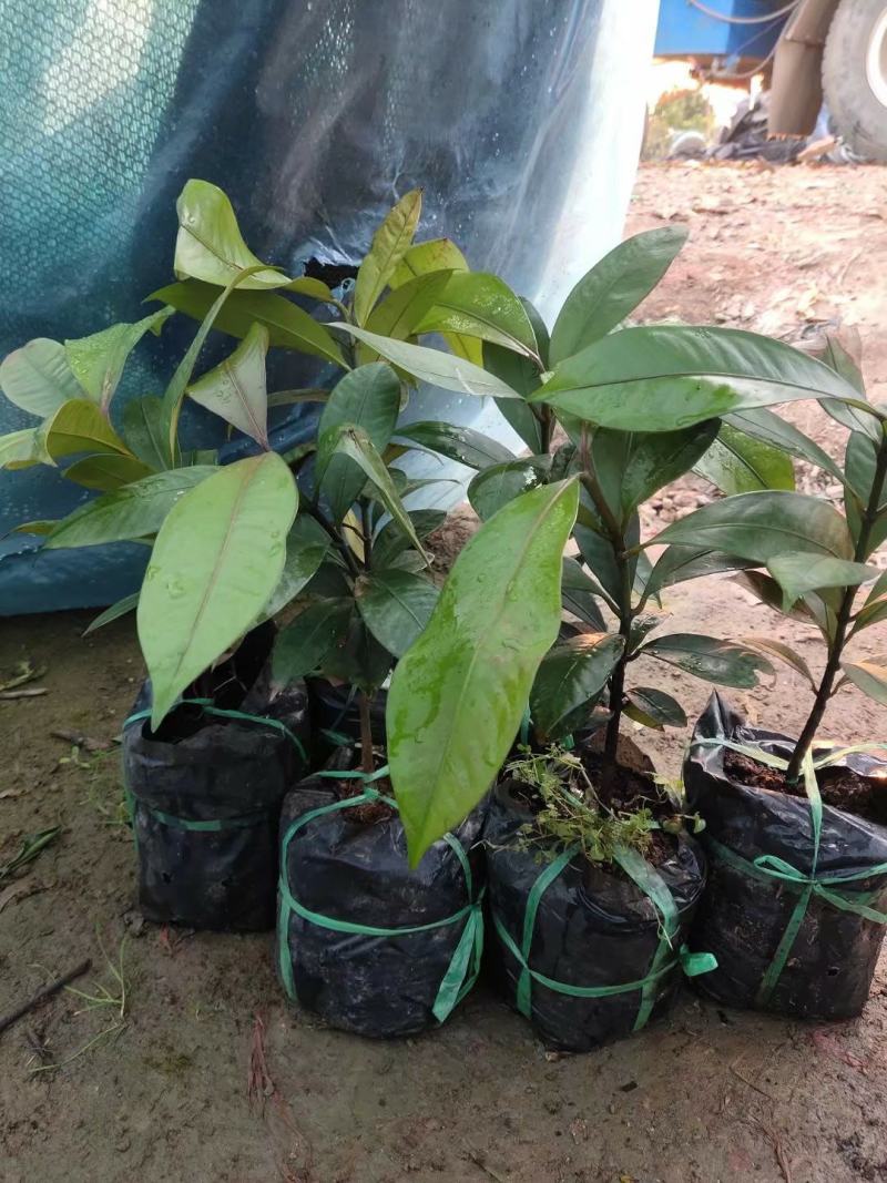 泰国山竹苗山竹嫁接苗包邮包售后