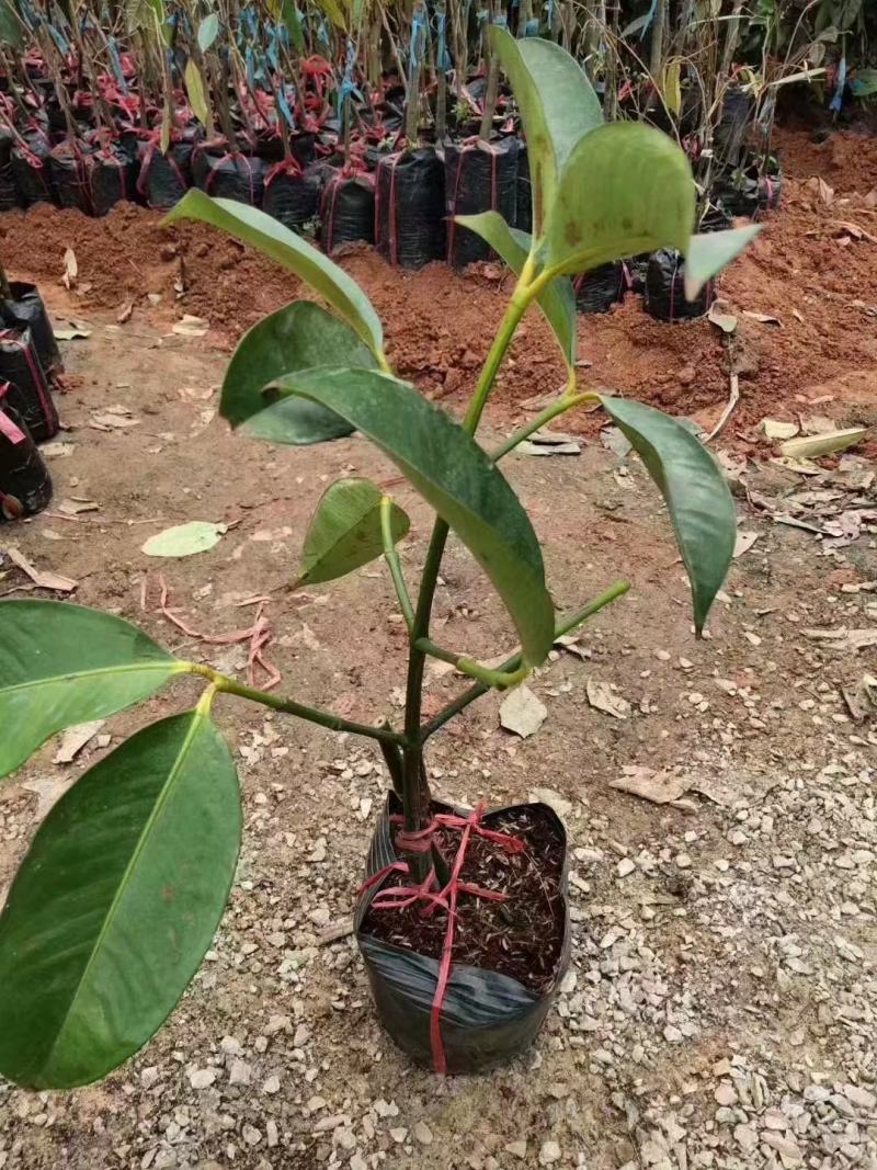泰国山竹苗山竹嫁接苗包邮包售后