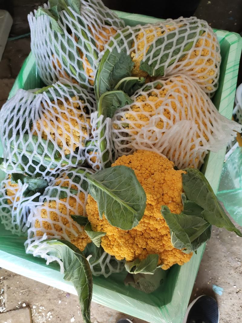 紫花菜