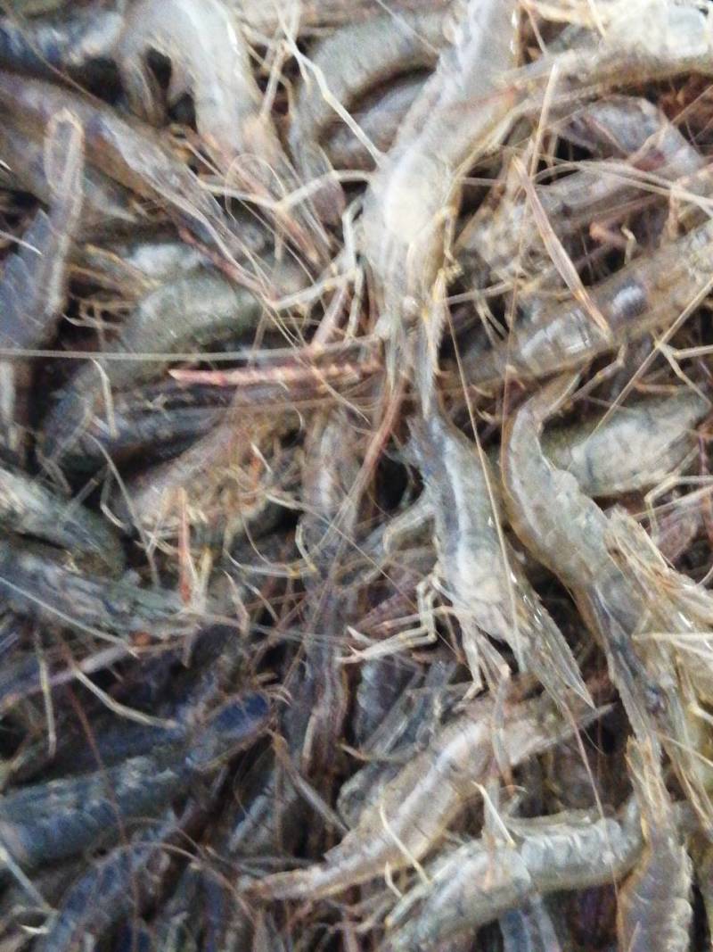 水煮河虾，精选无杂质，品质**